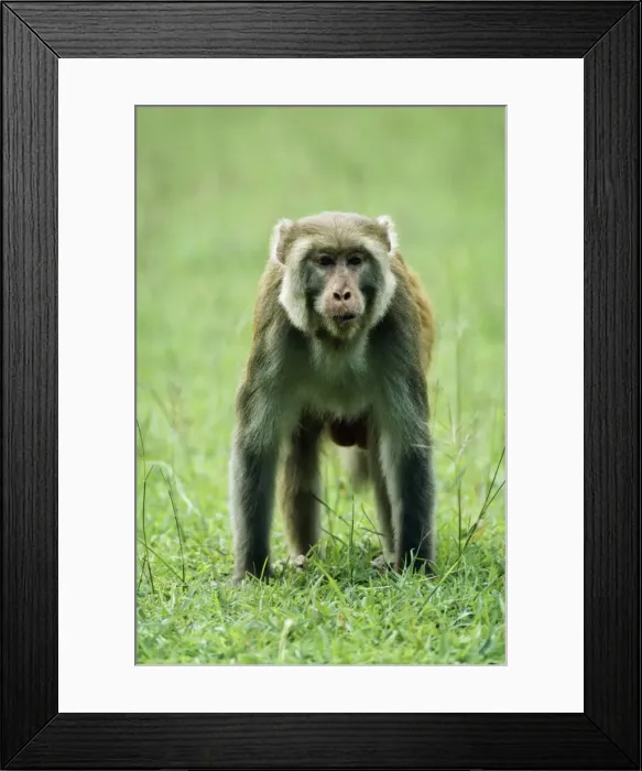 Framed Print : Rhesus Macaque Monkey JVG 2255 Male, India. Macaca mulatta © Joanna Van Gruisen / ardea. com Framed Print : Rhesus Macaque Monkey JVG 2255 Male, India. Macaca mulatta © Joanna Van Gruisen / ardea. com