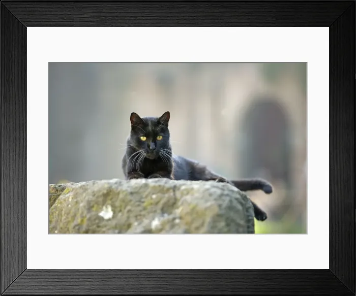 Framed Print : Cat - Black cat on stone wall - pyramid of Caius Cestius - Rome - Italy Framed Print : Cat - Black cat on stone wall - pyramid of Caius Cestius - Rome - Italy