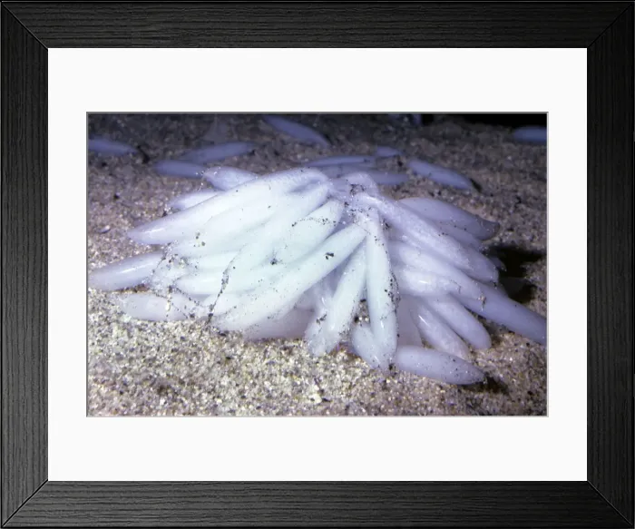 Framed Print : Market Squid - eggs Framed Print : Market Squid - eggs