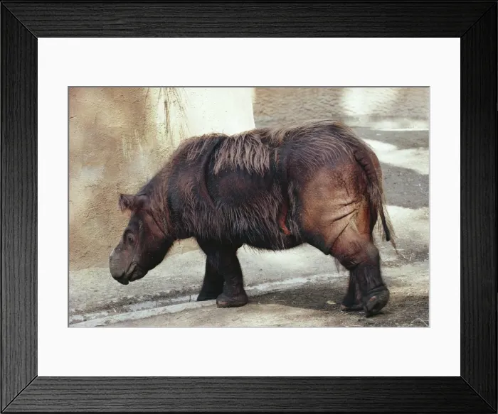 Framed Print : Sumatran Rhinoceros KEL 1144 Smallest Rhino, Hairy Coat, Endangered. Sumatra, Borneo, Malaysia. Didermocerus sumatrensis © Ken Lucas / ARDEA LONDON Framed Print : Sumatran Rhinoceros KEL 1144 Smallest Rhino, Hairy Coat, Endangered. Sumatra, Borneo, Malaysia. Didermocerus sumatrensis © Ken Lucas / ARDEA LONDON