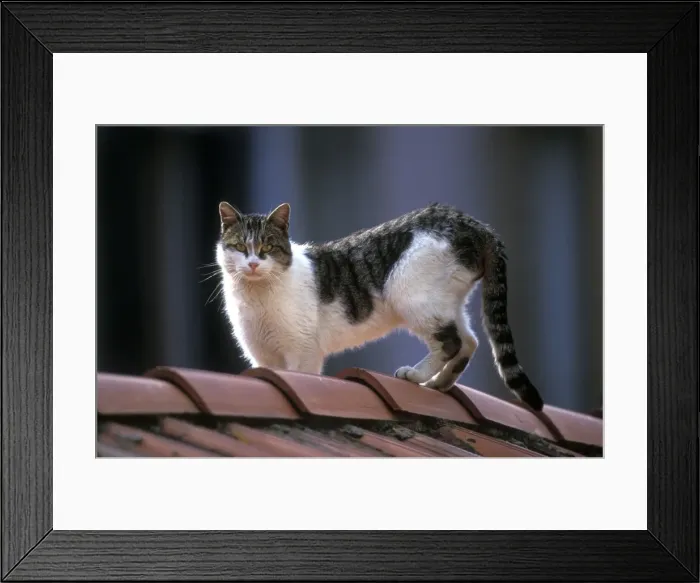 Framed Print : Cat. LA-8779. Cat. Jean-Michel Labat. Framed Print : Cat. LA-8779. Cat. Jean-Michel Labat.