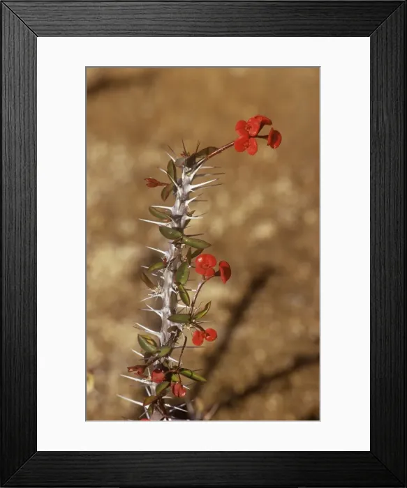 Framed Print : Crown of Thorns - Madagascar Framed Print : Crown of Thorns - Madagascar