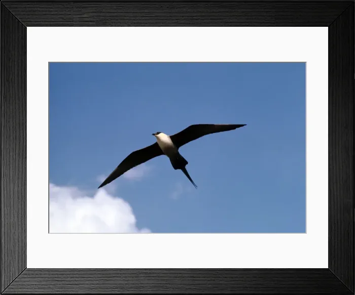 Framed Print : Long-tailed Skua Framed Print : Long-tailed Skua