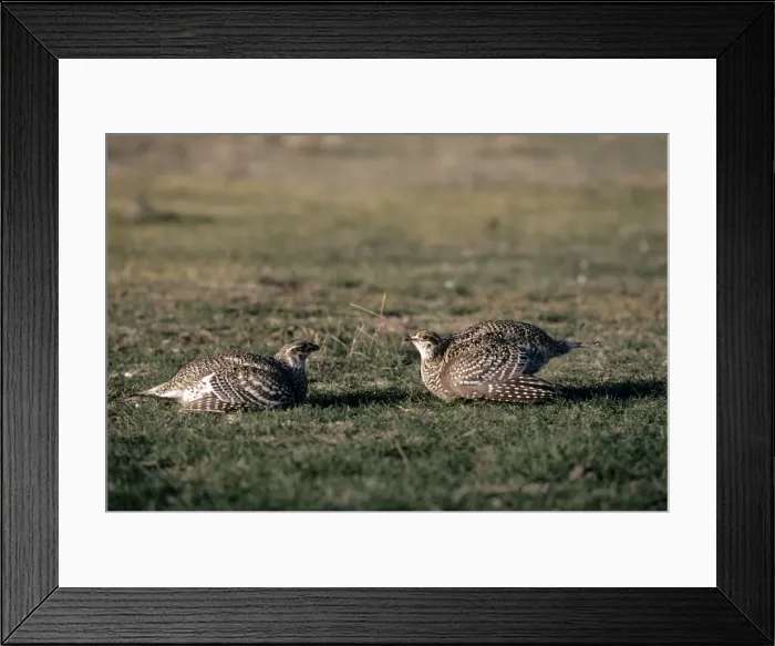 Framed Print : Sharp-tailed Grouse - two males facing across boundary Framed Print : Sharp-tailed Grouse - two males facing across boundary