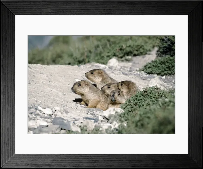Framed Print : Himalayan Marmot - young at burrow entrance - Ladakh India Framed Print : Himalayan Marmot - young at burrow entrance - Ladakh India