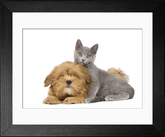 Framed Print : Dog & Cat - Lhassa Apso puppy with Chartreux Kitten in studio Framed Print : Dog & Cat - Lhassa Apso puppy with Chartreux Kitten in studio