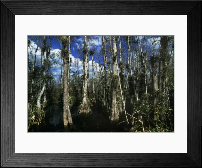 Framed Print : Baldcypress - swamp in Big Cypress National Preserve Framed Print : Baldcypress - swamp in Big Cypress National Preserve