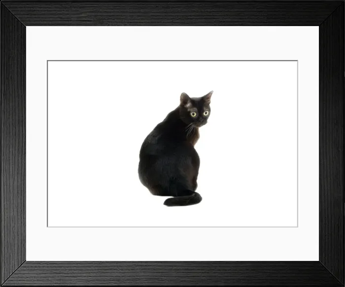 Framed Print : Sable American Burmese Cat Framed Print : Sable American Burmese Cat