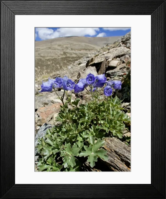 Framed Print : Delphinium cashmerianum - Ladakh, India Framed Print : Delphinium cashmerianum - Ladakh, India