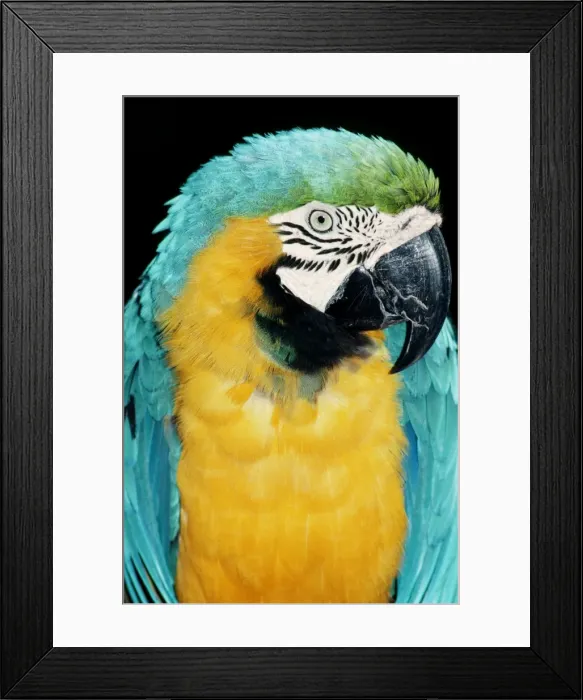Framed Print : Blue & Gold Macaw KEL 1178 Panama to Paraguay Ara ararauna © Ken Lucas  /  ardea. com
