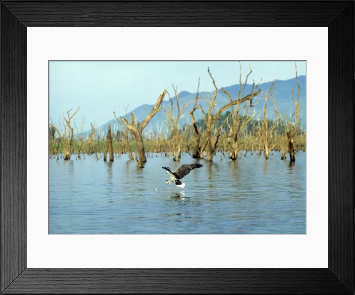 Framed Print : White-bellied Sea-eagle - fishing - Galoya National Park - Sri Lanka Framed Print : White-bellied Sea-eagle - fishing - Galoya National Park - Sri Lanka