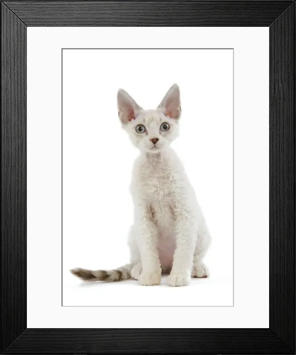 Framed Print : Cat - Devon Rex - Silver seal tabby - in studio Framed Print : Cat - Devon Rex - Silver seal tabby - in studio