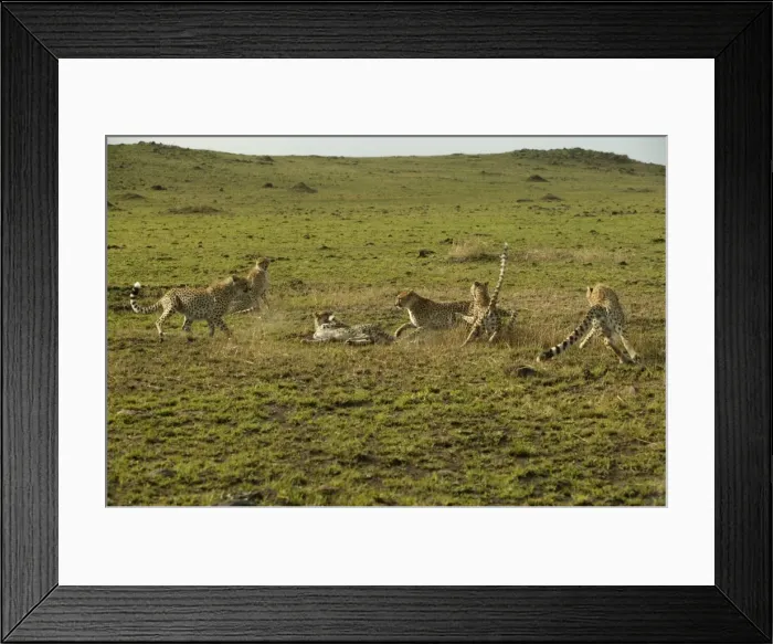 Framed Print : Cheetahs LA 625 Transmara, Maasai Mara, Kenya Acinonyx jubatus © J. M. Labat / ardea. com Framed Print : Cheetahs LA 625 Transmara, Maasai Mara, Kenya Acinonyx jubatus © J. M. Labat / ardea. com