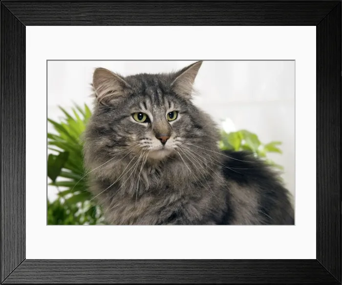 Framed Print : Norwegian Forest Cat Framed Print : Norwegian Forest Cat
