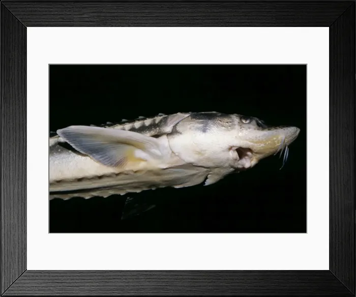 Framed Print : Plated Sturgeon KEL 681 Russia & Eastern Europe. Source of Oscietre Caviar. Acipenser gueldenstaedtii © Ken Lucas / ARDEA LONDON Framed Print : Plated Sturgeon KEL 681 Russia & Eastern Europe. Source of Oscietre Caviar. Acipenser gueldenstaedtii © Ken Lucas / ARDEA LONDON
