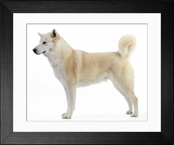 Framed Print : Canaan Dog Framed Print : Canaan Dog