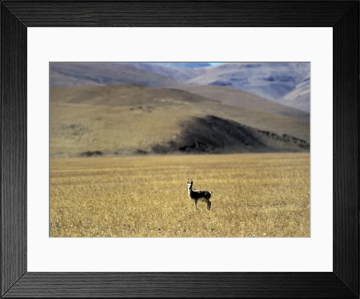 Framed Print : Tibetan Gazelle - male - Tibet Framed Print : Tibetan Gazelle - male - Tibet