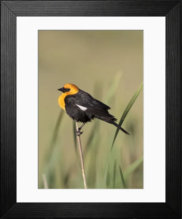 Framed Print : Yellow-headed Blackbird - adult male in breeding plumage in July - Colorado - USA Framed Print : Yellow-headed Blackbird - adult male in breeding plumage in July - Colorado - USA
