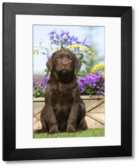 Framed Print : Dog - Chocolate Labrador puppy outside in garden Framed Print : Dog - Chocolate Labrador puppy outside in garden