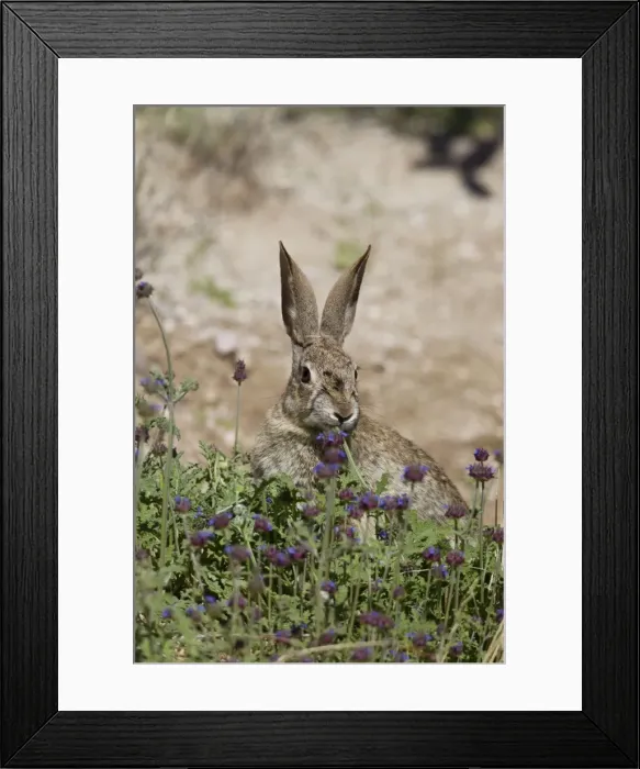 Framed Print : Desert Cottontail Rabbit - Southeast Arizona - April - USA Framed Print : Desert Cottontail Rabbit - Southeast Arizona - April - USA