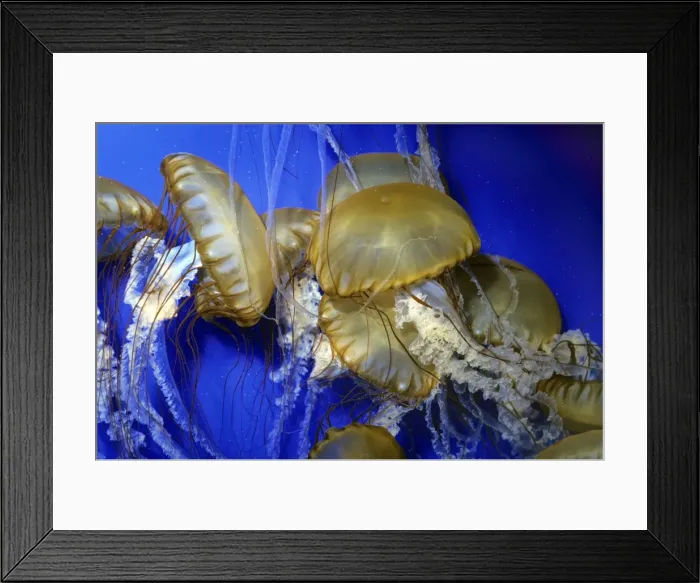 Framed Print : Sea Nettle Jellyfish Framed Print : Sea Nettle Jellyfish