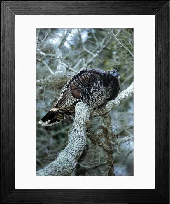 Framed Print : Wild Turkey - in tree roosting - Texas - USA Framed Print : Wild Turkey - in tree roosting - Texas - USA