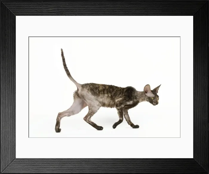 Framed Print : Cat - Rex Cornish in studio Framed Print : Cat - Rex Cornish in studio