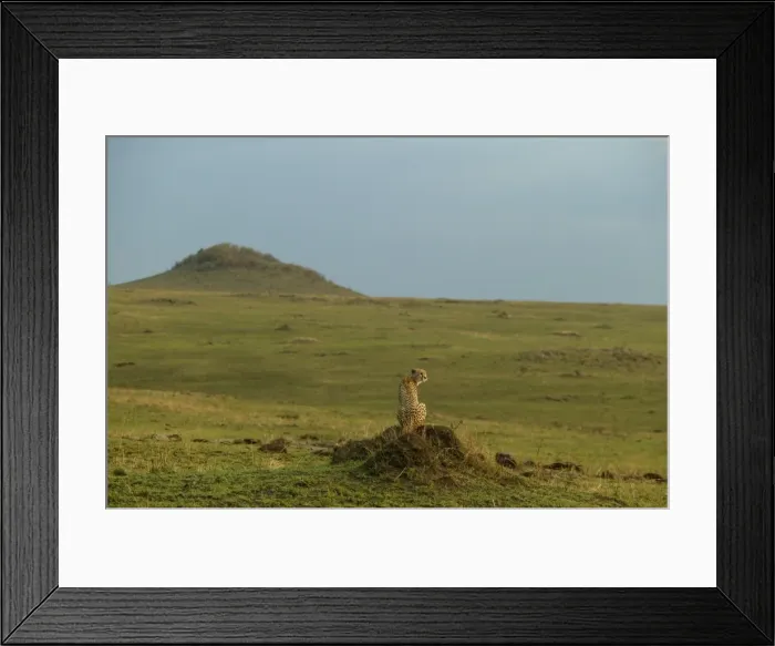 Framed Print : Cheetah LA 621 Transmara, Maasai Mara, Kenya Acinonyx jubatus © J. M. Labat / ardea. com Framed Print : Cheetah LA 621 Transmara, Maasai Mara, Kenya Acinonyx jubatus © J. M. Labat / ardea. com