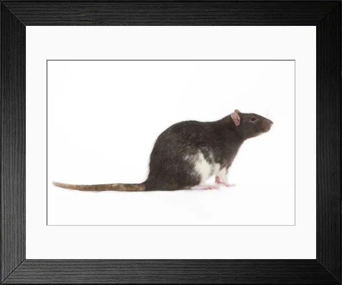 Framed Print : Rat - in studio Framed Print : Rat - in studio