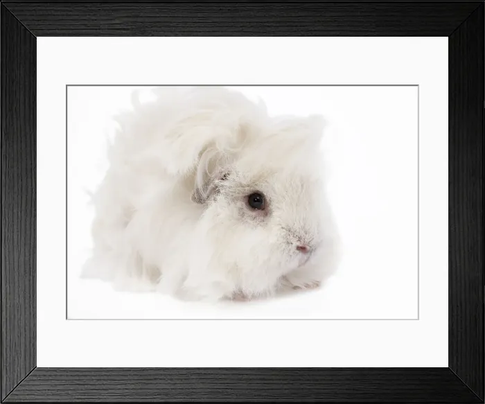 Framed Print : Guinea Pig - Lunkarya - in studio Framed Print : Guinea Pig - Lunkarya - in studio