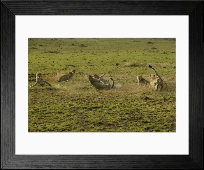 Framed Print : Cheetahs LA 626 Transmara, Maasai Mara, Kenya Acinonyx jubatus © J. M. Labat / ardea. com Framed Print : Cheetahs LA 626 Transmara, Maasai Mara, Kenya Acinonyx jubatus © J. M. Labat / ardea. com