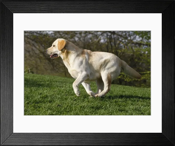 Framed Print : Dog - Labrador in garden Framed Print : Dog - Labrador in garden