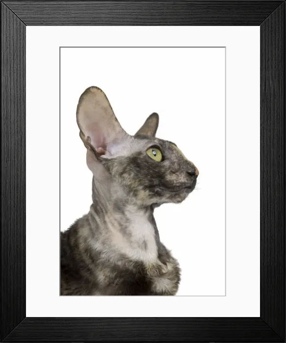 Framed Print : Cat - Rex Cornish in studio Framed Print : Cat - Rex Cornish in studio