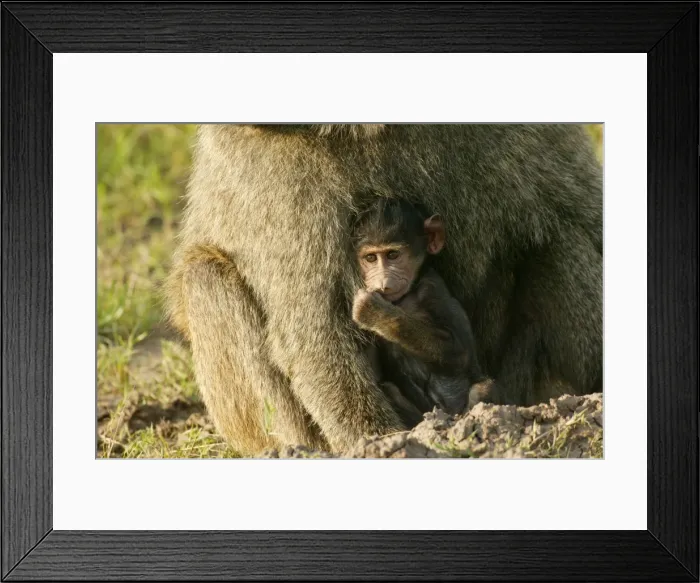 Framed Print : Olive Baboons LA 612 Baby with parent Papio hamadryas anubis © J. M. Labat / ardea. com Framed Print : Olive Baboons LA 612 Baby with parent Papio hamadryas anubis © J. M. Labat / ardea. com
