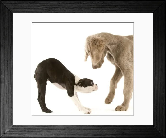 Framed Print : Dog - Boston Terrier - with other Dog Framed Print : Dog - Boston Terrier - with other Dog