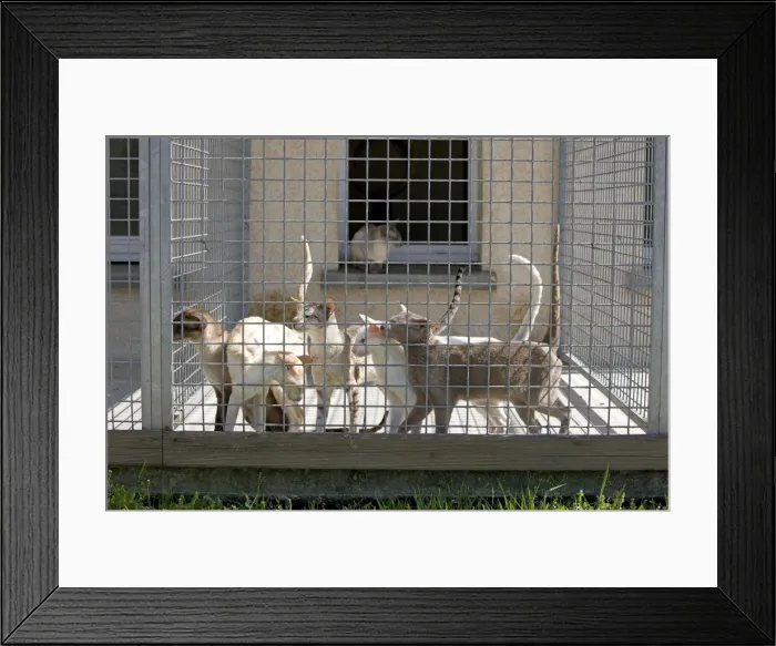 Framed Print : Cats - in cat breeding centre Framed Print : Cats - in cat breeding centre