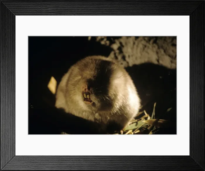 Framed Print : Bamboo Rat Framed Print : Bamboo Rat