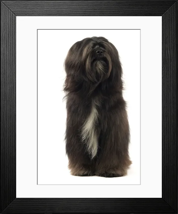 Framed Print : Dog - Tibetan Terrier Framed Print : Dog - Tibetan Terrier