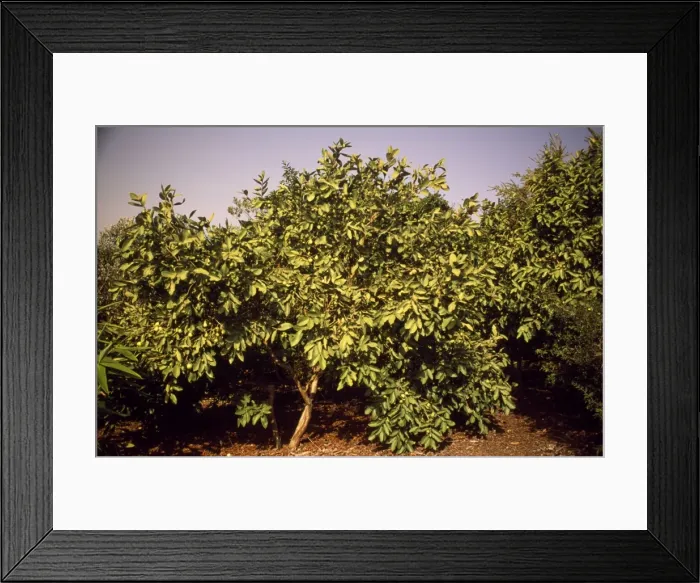 Framed Print : Guava tree Framed Print : Guava tree
