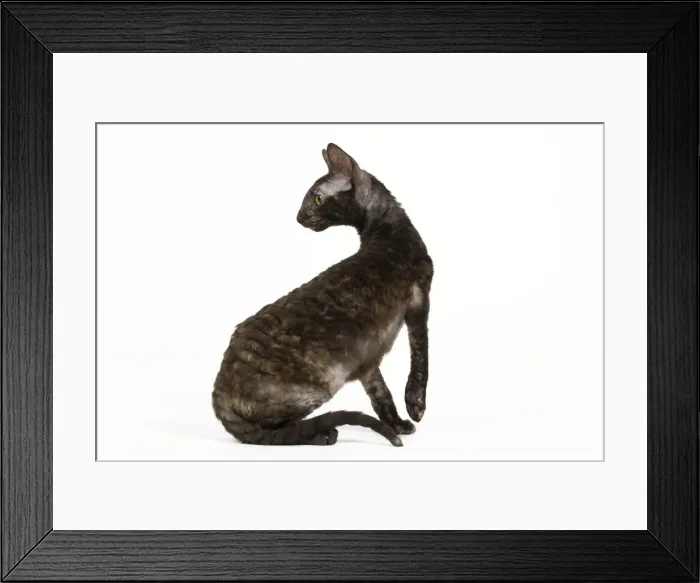 Framed Print : Cat - Rex Cornish in studio Framed Print : Cat - Rex Cornish in studio