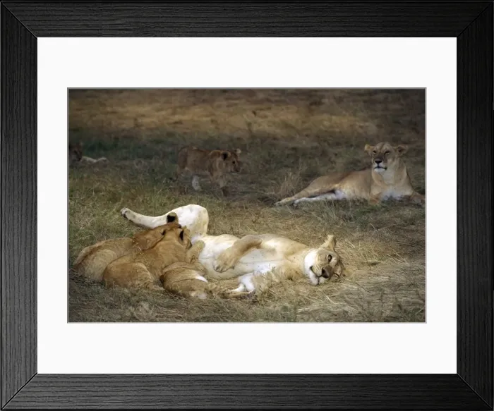 Framed Print : Lion - mother feeding young Framed Print : Lion - mother feeding young