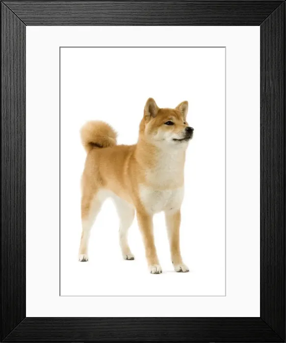 Framed Print : Dog - Shiba Inu Framed Print : Dog - Shiba Inu