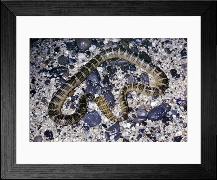 Framed Print : Black-banded sea krait Framed Print : Black-banded sea krait
