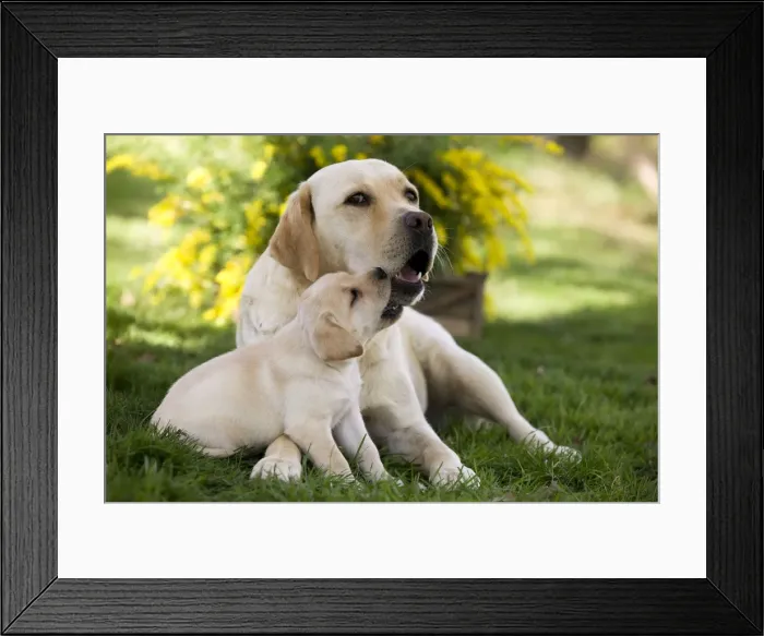 Framed Print : Dog - Labrador adult with puppy Framed Print : Dog - Labrador adult with puppy