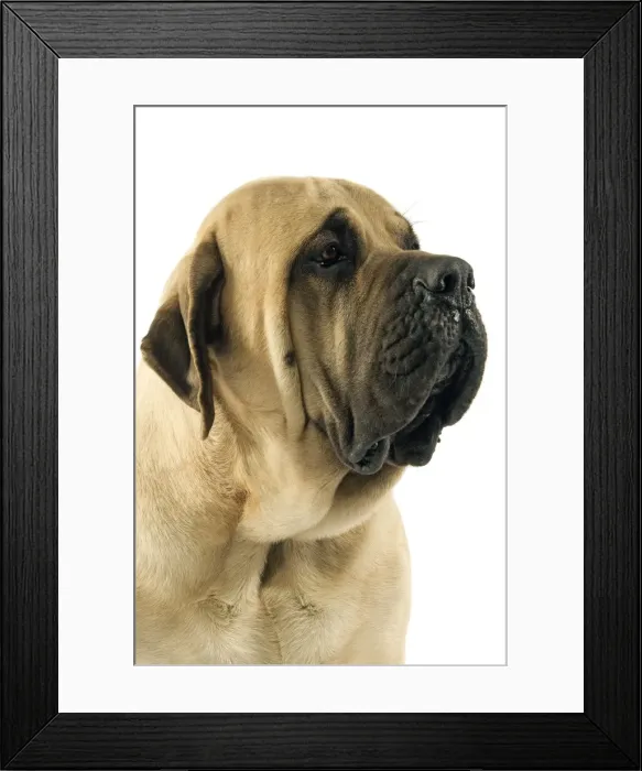 Framed Print : Mastiff Dog Framed Print : Mastiff Dog