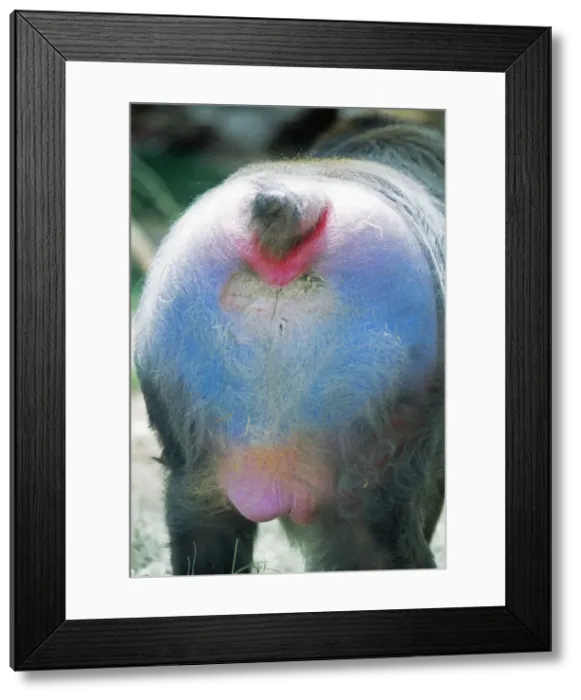 Framed Print : Mandrill Baboon KF 11662 Male, rear end. Forests of West Africa. Mandrillus sphinx © Kenneth W. Fink / ardea. com Framed Print : Mandrill Baboon KF 11662 Male, rear end. Forests of West Africa. Mandrillus sphinx © Kenneth W. Fink / ardea. com