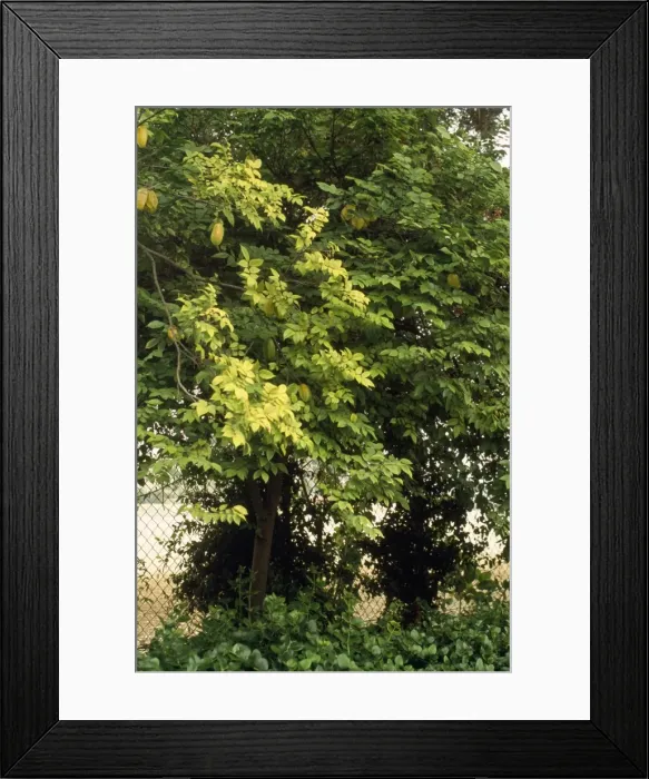 Framed Print : Star Fruit Tree Framed Print : Star Fruit Tree