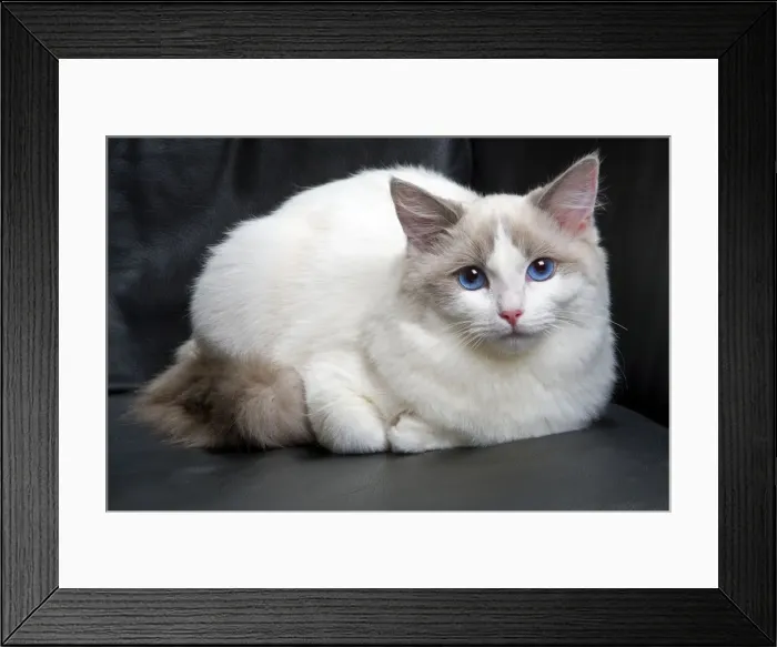 Framed Print : Ragdoll Cat Framed Print : Ragdoll Cat
