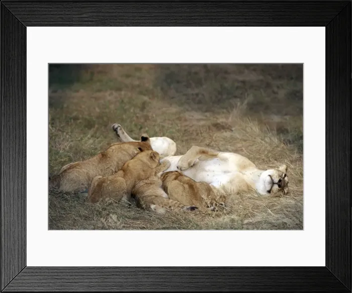 Framed Print : Lion - mother feeding young
