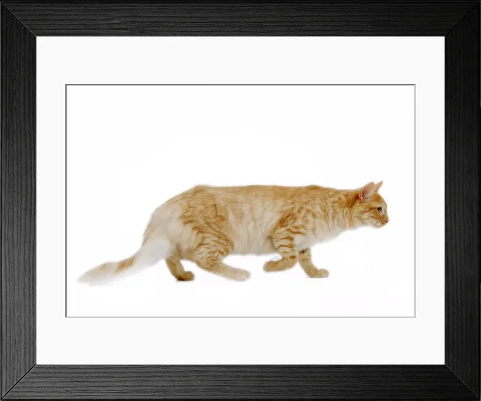 Framed Print : Cat - Turkish Angora - red mackerel tabby in studio